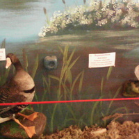 В зале птиц водно-болотных угодий музея «Мир птиц национального парка Мещёра». Белолобый гусь и черношейная поганка