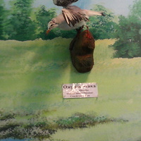 В зале птиц водно-болотных угодий музея «Мир птиц национального парка Мещёра. Озёрная чайка