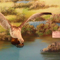 В зале птиц водно-болотных угодий музея «Мир птиц национального парка Мещёра. Сизая чайка