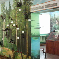 В зале птиц смешанных и хвойных лесов музея «Мир птиц национального парка Мещёра.