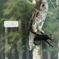 В зале птиц смешанных и хвойных лесов музея «Мир птиц национального парка Мещёра. Длиннохвостая неясыть