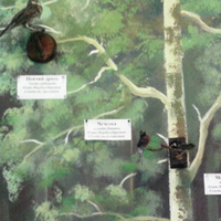 В зале птиц смешанных и хвойных лесов музея «Мир птиц национального парка Мещёра. Чечётка и певчий дрозд