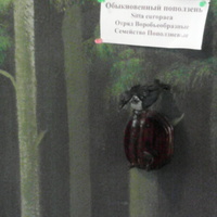 В зале птиц смешанных и хвойных лесов музея «Мир птиц национального парка Мещёра. Обыкновенный поползень