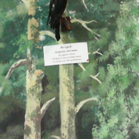 В зале птиц смешанных и хвойных лесов музея «Мир птиц национального парка Мещёра. Ястреб-перепелятник