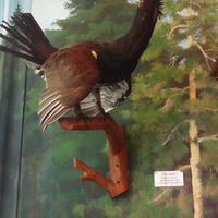 В зале птиц смешанных и хвойных лесов музея «Мир птиц национального парка Мещёра. Глухарь