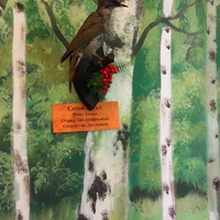 В зале птиц смешанных и хвойных лесов музея «Мир птиц национального парка Мещёра. Седой дятел