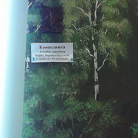 В зале птиц смешанных и хвойных лесов музея «Мир птиц национального парка Мещёра. Коноплянка