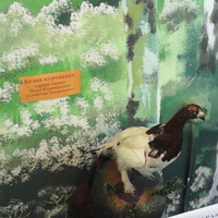 В зале птиц смешанных и хвойных лесов музея «Мир птиц национального парка Мещёра. Белая куропатка