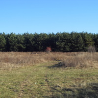 Сосновые посадки