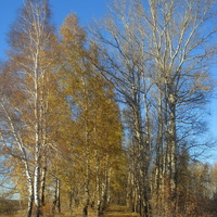 Природа по октябрьски