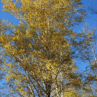 Жёлтое убранство