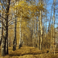 Берёзо-тополиная лесополоса