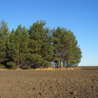 Поле вокруг соснового леса