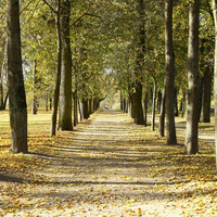 Аллея в Павловске