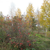 Сыктывкар 2015