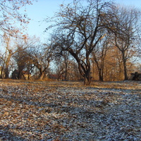 Старый яблоневый сад