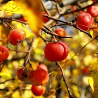 Осень в саду Красной Горки