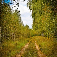 Лес на колхозных полях. Село Старотомниково.