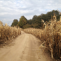Пересады. Кукурузное поле