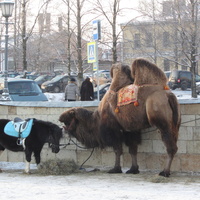 Гатчинский дворец.