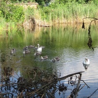 Лебеди в пруду. п. Кубань