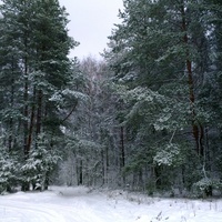 лес в д.Княжево