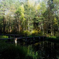 Лесной  мостик  через   реку  Обдех