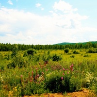 Цветущий берег Бирчикуля.