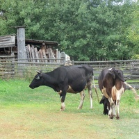 Все что осталось от стада 60-80 гол.