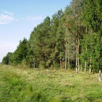 Ліс на околиці села