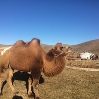 Верблюд в Степном кочевнике, в Ацагате
