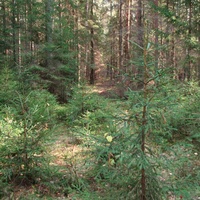 Лес около Фёдорихи.