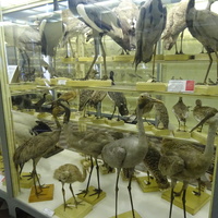 Зоологический музей