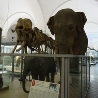 Зоологический музей