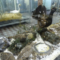 Зоологический музей