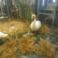 Зоологический музей