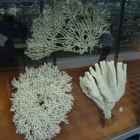 Зоологический музей