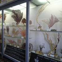 Зоологический музей