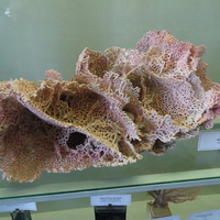 Зоологический музей