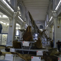 Зоологический музей