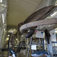 Зоологический музей