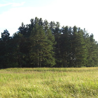 Лес и поле