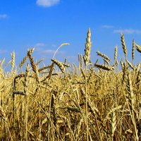 пшеница золотая
