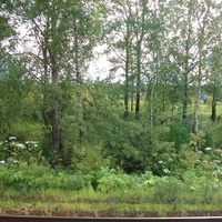 Вид с платформы Фёдоровское (ветка Софрино - Красноармейск)
