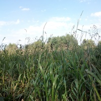 Травы на совхозном поле