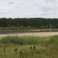 Река Ветлуга рядом с д. Благовещенское