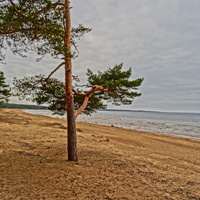 Берег Финского залива рядом с Сосновым Бором