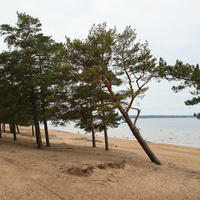 Берег Финского залива рядом с Сосновым Бором