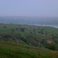 Круті схили правобережжя Дніпра - прекрасні пасовища для корів.