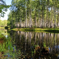Вознесенское. На лесном озере.
